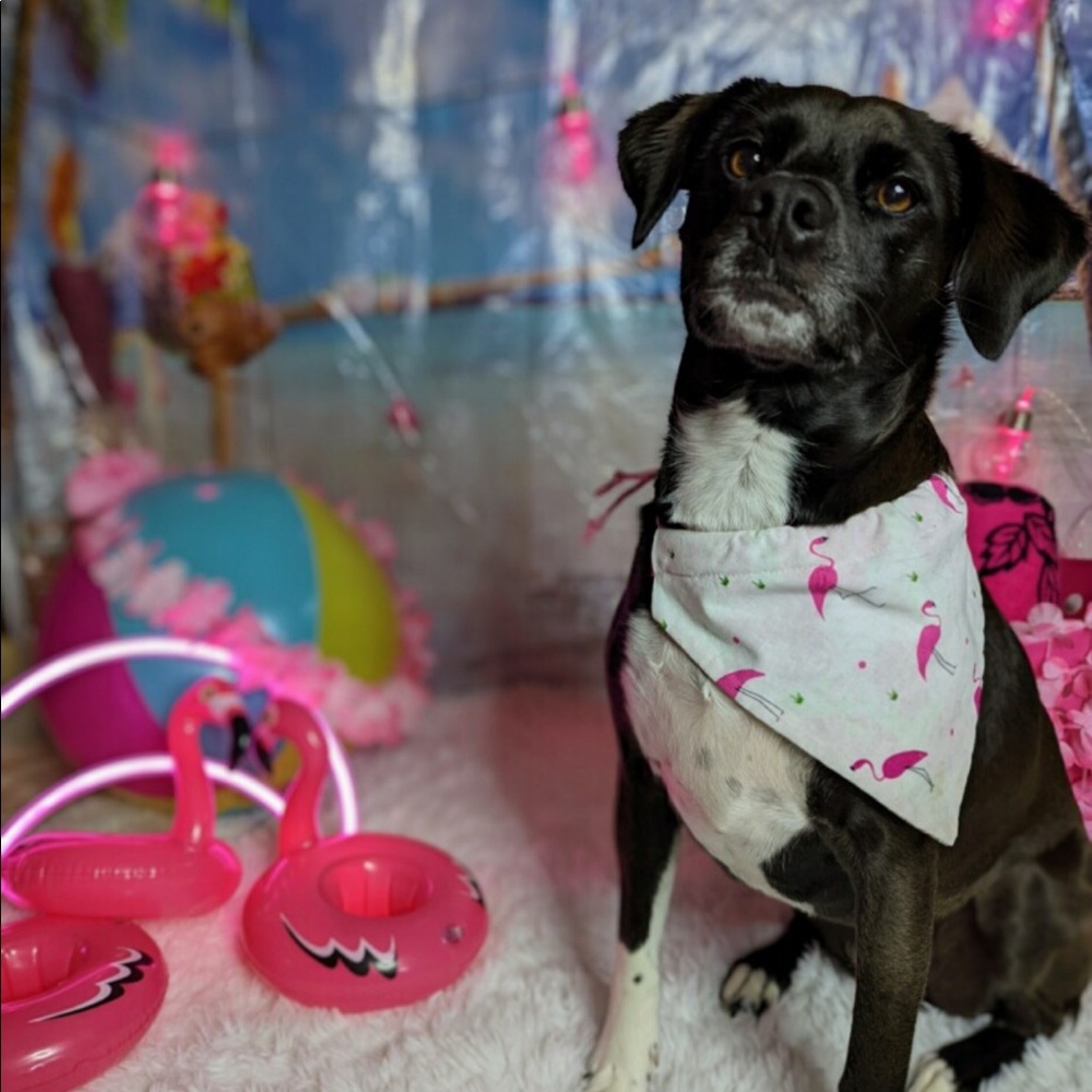 dog bandanna - Picture 6 of 9